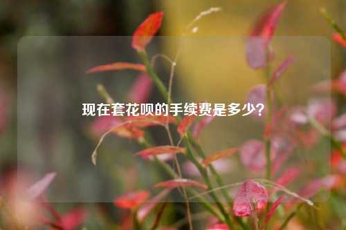 现在套花呗的手续费是多少？